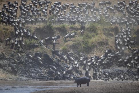 Wildebeest migration 4358