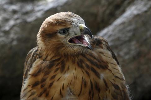 Falcon Portrait 1