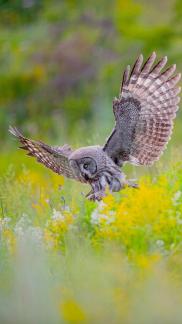 great grey owl 15