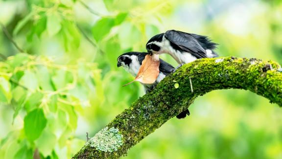 Pied Falconet 10