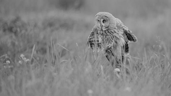 great grey owl 18