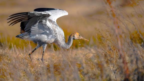 grey crane