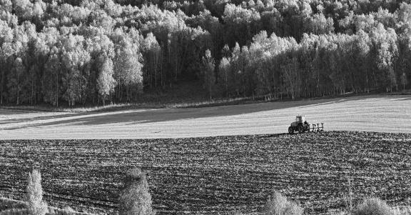 Rural Forest Song