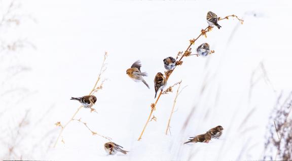 Searching for food in the snow