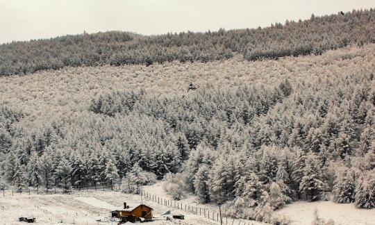 Forest rangers homes