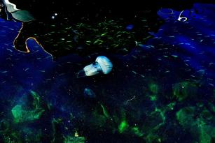 Jellyfish202416