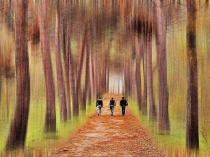 walking forest