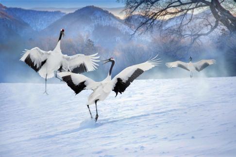 Three red-crowned cranes dancing