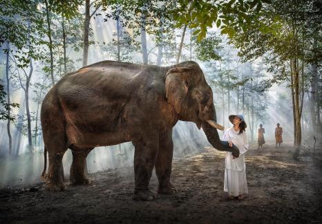 nice elephant