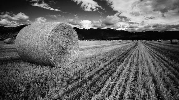 Grass Hartvest in Montana