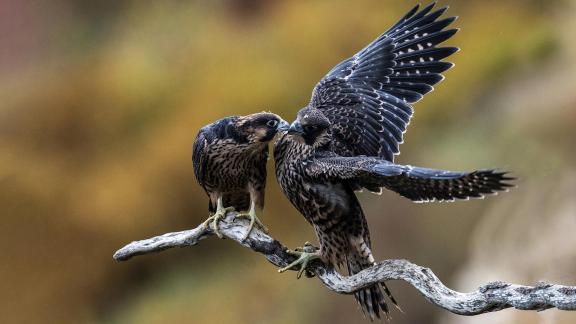 Fighting Birds