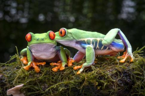 frog frienship
