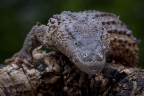 earless