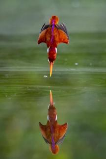 perfect reflection