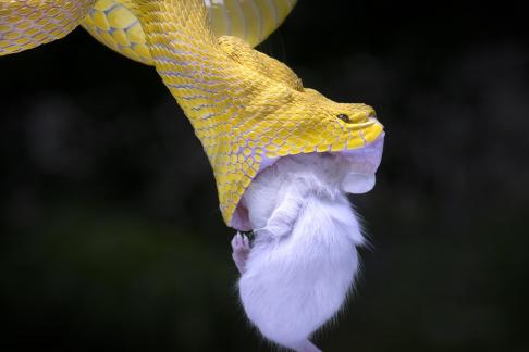 white and yellow