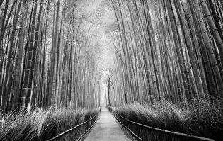 8110BWTrees