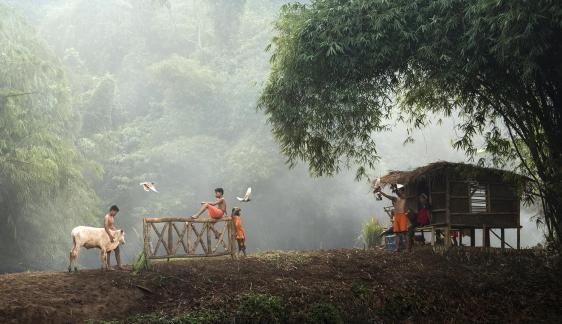 Bermain dengan sapi 078