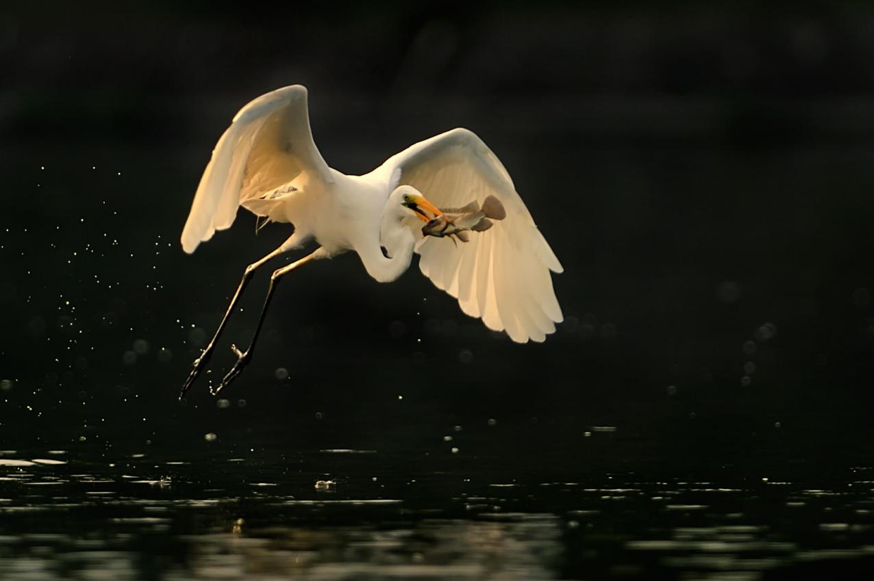 BIG CATCH 10
