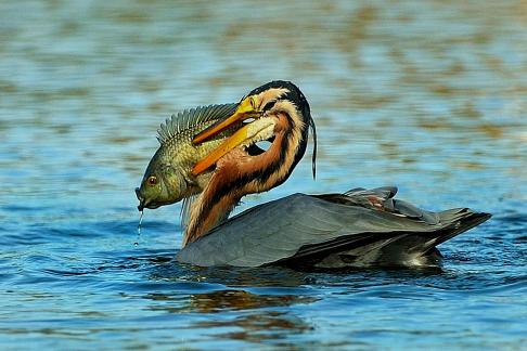 BIG CATCH