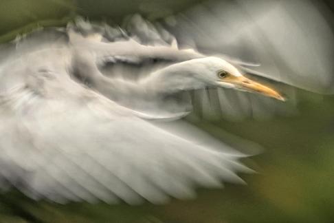 BIRD IN FLIGHT 15
