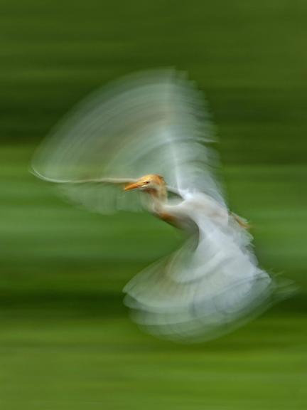 DANCING BIRD
