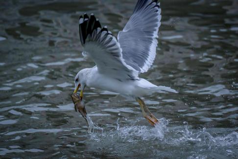 catch fish 3