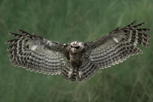 Bautiful owl