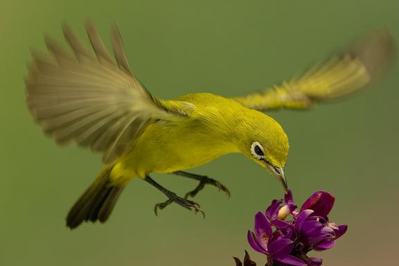 hovering 05