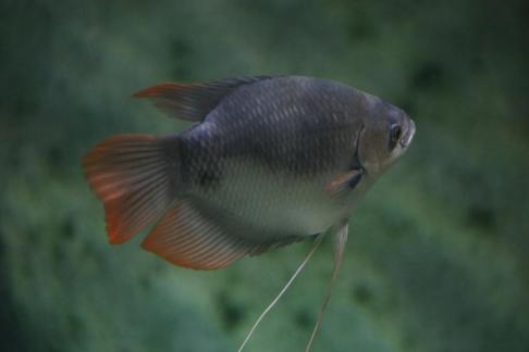 gourami 3