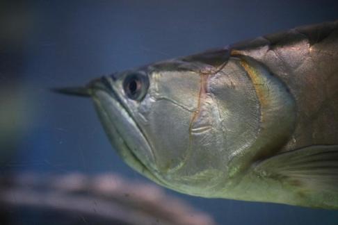Silver arowana 5