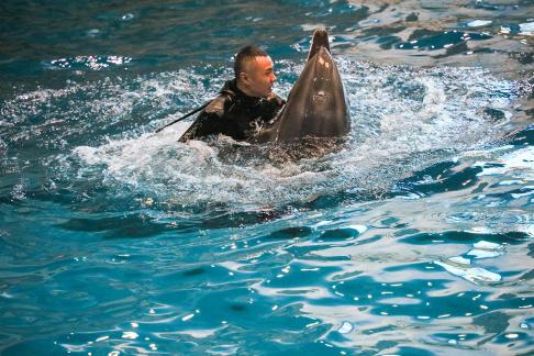 Marine Animal Performance 27