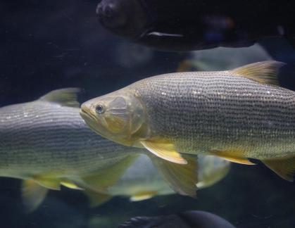 Golden River Tiger 2