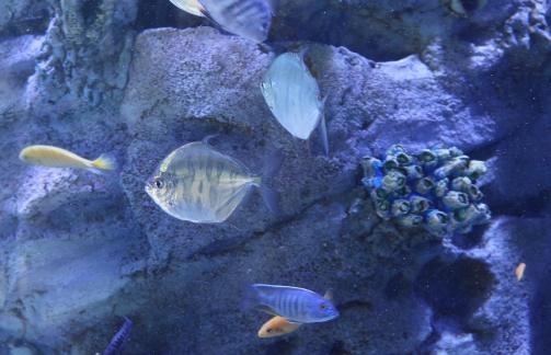 Metynnis hypsauchen 2