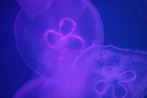 jellyfish 9