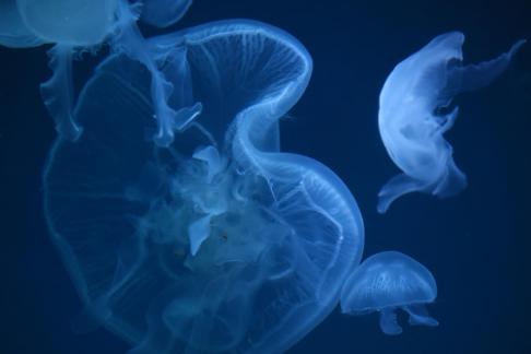 jellyfish 10