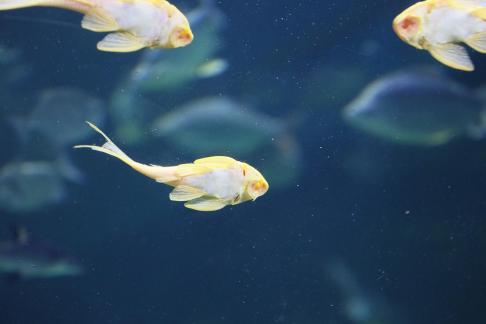 Yellow scavenger fish 11