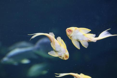 Yellow scavenger fish 12