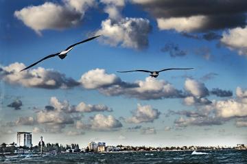 Seagulls over city