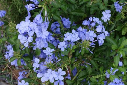 Blue snow and stars 2