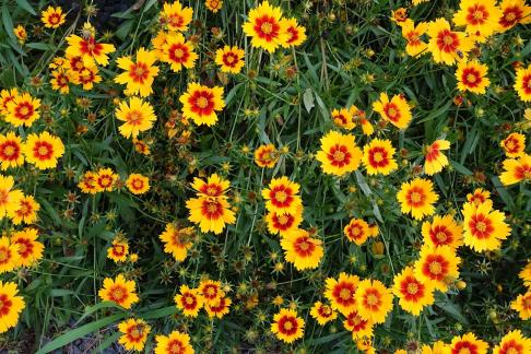 Golden glow and crimson heart