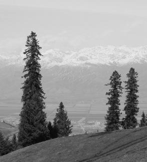 Snowy Ridge Pine Plains 5