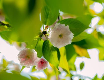 Late cherry blossom 2