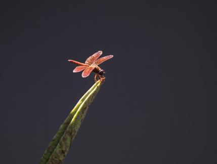 A Dragonfly Standing Alone