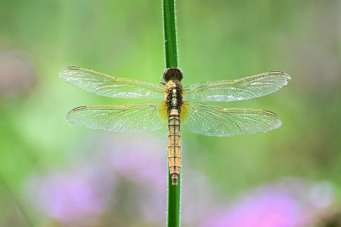 dragonfly