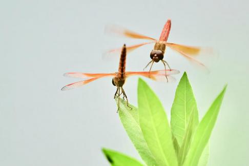 The dragonfly wants to stand up