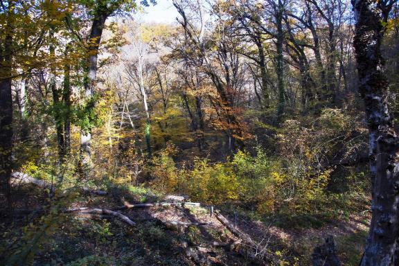 Autumn forest