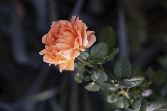 Rose-2