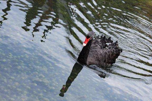 Black swan