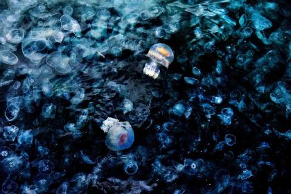 Jellyfish20258