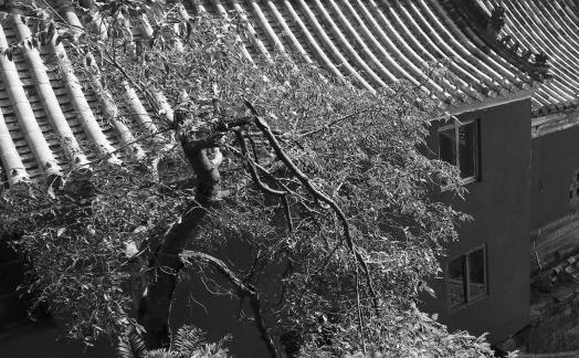 Journey to Wudang Mountain 107